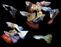5-pack mixed color male guppies, live freshwater aquarium fish, populate your fish tank, great for aquariums, tropical fish, 5 live guppies