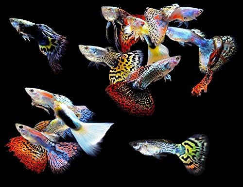 5-pack mixed color male guppies, live freshwater aquarium fish, populate your fish tank, great for aquariums, tropical fish, 5 live guppies