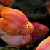Aquatic Foods 12-Type Ultra Mix Tropical Fish Food 1/2-lb Bag