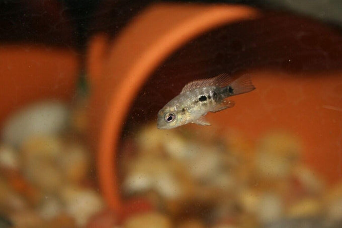 Grade A Freeze-Dried Bloodworms for Freshwater Fish, Marine Corals, and Baby Pond Fish in a 0.5oz Squeeze Bottle
