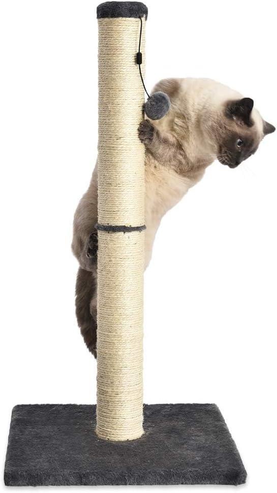 Amazon basics grey cat scratching post for indoor cats and kittens with dangling ball toy medium height
