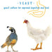 Manna Pro 24% Protein Crumbles for Chickens, Ducks, Gamebirds & Turkeys - Healthy Complete Diet, Vitamins & Minerals, 5 lb Bag