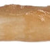 Wild Eats Collagen Real Salmon Bully Sticks for Dogs 25ct, Long Lasting Grain Free High Protein Dog Chews
