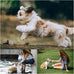 Bvrbaory 6 pack soft flying discs for small to medium dogs, safe on teeth, 6 colors, 7 inch diameter