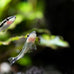 swimming-creatures-5-pcs-assorted-tropical-fish-combo-pack-with-rasboras-rainbowfish-and-more-freshwater-aquarium-fish-live
