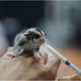 Specialty Milk Replacer 8.8oz for Baby Squirrels, Rabbits, Opossums, Raccoons - Instantized Protein Formula