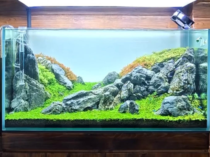 Seiryu natural stones 5lb 2-6 inch for aquariums, fish tanks, bonsai, terrariums and indoor gardens