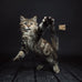 Cat Dancer Interactive Cat Toy 2 Pack - 30 inches Flexible Wire with Paper Roll - Engaging Play for Cats