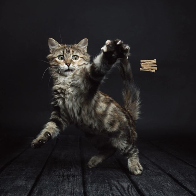 Cat Dancer Interactive Cat Toy 2 Pack - 30 inches Flexible Wire with Paper Roll - Engaging Play for Cats