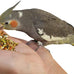 Cockatiels and Green Cheek Conures love 2lb All Natural Garden Blend Bird Food, no added preservatives or sweeteners
