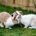 new-country-organics-25-lbs-certified-organic-rabbit-food-pellets-no-soy-no-gmo-corn-free