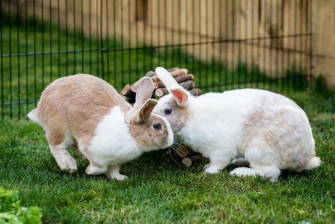 new-country-organics-25-lbs-certified-organic-rabbit-food-pellets-no-soy-no-gmo-corn-free