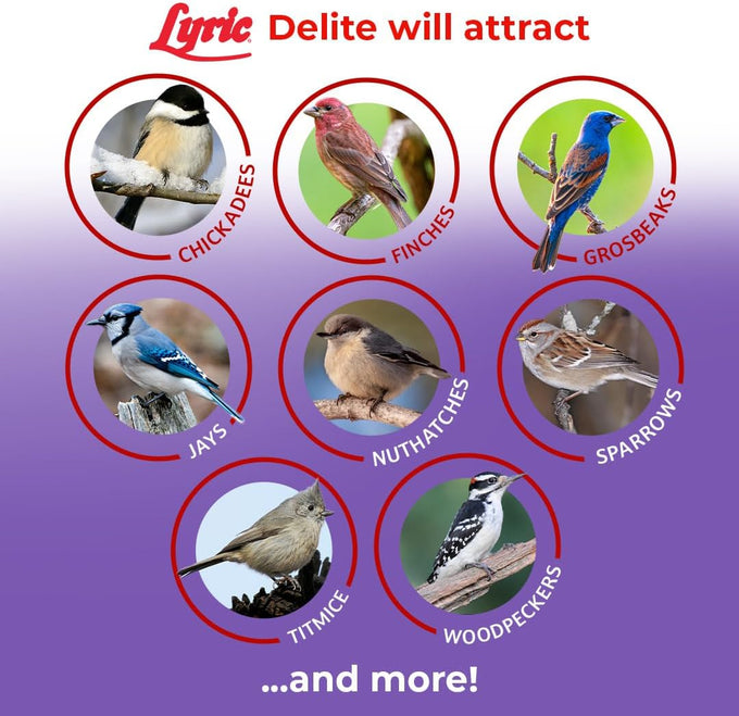 lyric delite 5 lb no waste bird seed mix for outside feeders attracts buntings chickadees finches