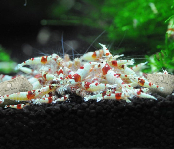 SunGrow Shrimp Rocks for Crayfish, Hermit Crab, Snails, Aquarium Decor, Crystal Red, Amano, Ghost Shrimps, Nano Tank Accessories