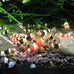 SunGrow Shrimp Rocks for Crayfish, Hermit Crab, Snails, Aquarium Decor, Crystal Red, Amano, Ghost Shrimps, Nano Tank Accessories