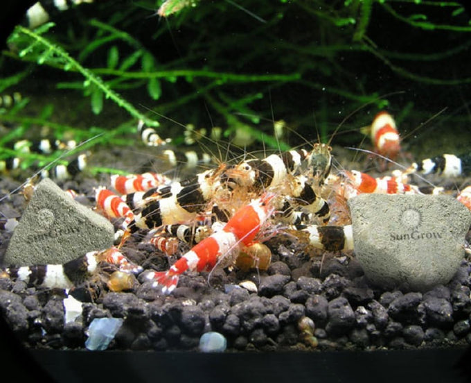 SunGrow Shrimp Rocks for Crayfish, Hermit Crab, Snails, Aquarium Decor, Crystal Red, Amano, Ghost Shrimps, Nano Tank Accessories