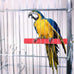 petsvv 4pc wood parrot perch stand platform toy for parakeets, parrots, cockatiels, conures, hamsters, gerbils, rats, mice bird cage accessories