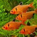Aquatic Foods Tropical Fish Flakes, 12-Type Pellet Mix, 4-Type Wafers, Freeze Dried, Spirulina for Cichlids, Angels, Tetras, Guppies