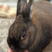 sherwood pet health adult rabbit food timothy hay pellet 4.5 lbs hay-based grain-free soy-free for digestion