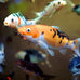 Aquatic Foods & Blackworm Co. 1/4-lb Goldfish Flakes with 42% Protein, Color Enhancing Spirulina Formula for Aquarium & Pond Goldfish, Koi, and All Pond Fish in a Foil Pouch Bag