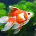 Goldfish flakes, 42% protein color enhancing spirulina flakes, aquatic pond food, koi goldfish aquarium fish, 2oz small jar