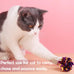 pet show 20 pcs cat crinkle toy ball 2.5inch mylar cat pounce chase toys colorful paper
