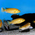 Tropical Fish 1mm-1/32" 40% protein floating pellets for discus, cichlids, betta, guppies, tetras, live bearers, baby koi and smaller tropical fish