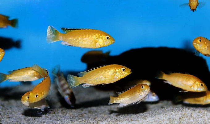 Tropical Fish 1mm-1/32" 40% protein floating pellets for discus, cichlids, betta, guppies, tetras, live bearers, baby koi and smaller tropical fish