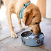 loving pets bella stainless steel dog & cat bowls - spill proof medium 20-35 lbs blueberry