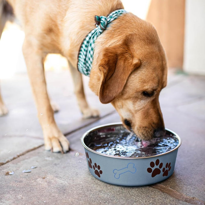 loving pets bella stainless steel dog & cat bowls - spill proof medium 20-35 lbs blueberry