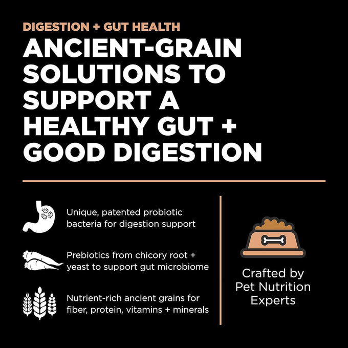 Go! Solutions Digestion + Gut Health Salmon Dry Dog Food, Premium Chicken-Free Kibble for Gastrointestinal & Digestive Wellness, Supports Sensitive Stomachs, for Puppies, Adults & Seniors, 22 lb Bag