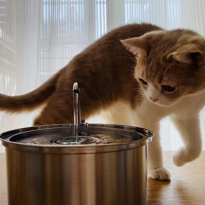 kittySpout stainless steel cat water fountain, 3.2L corded, automatic, quiet, dishwasher safe, 304 stainless steel, 1.5W pump, 20dB noise level