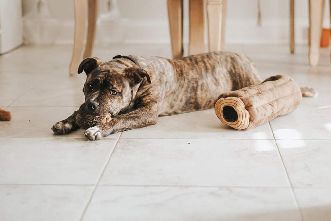 zippypaws burrow interactive dog toys for boredom and enrichment small medium dogs chipmunk log