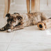 zippypaws burrow interactive dog toys for boredom and enrichment small medium dogs chipmunk log