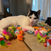 Fashion's Talk assorted mice cat toys fuzzy rattle mouse 48-count for indoor cats