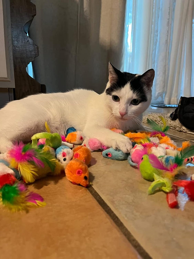 Fashion's Talk assorted mice cat toys fuzzy rattle mouse 48-count for indoor cats