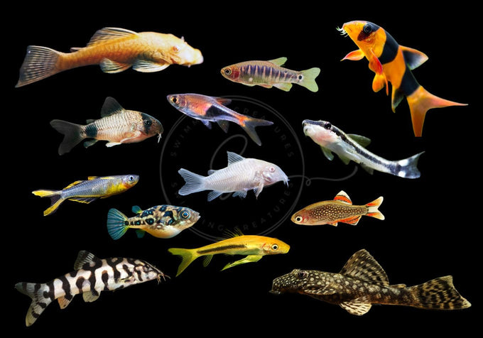 swimming-creatures-5-pcs-assorted-tropical-fish-combo-pack-with-rasboras-rainbowfish-and-more-freshwater-aquarium-fish-live