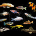swimming-creatures-5-pcs-assorted-tropical-fish-combo-pack-with-rasboras-rainbowfish-and-more-freshwater-aquarium-fish-live