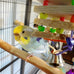 Super Bird Creations SB680 Balsa Stack Bird Toy for Small Parrots, 6.5" x 2" size, Balsa and Plastic Beads