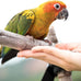Wild Harvest Universal Blend for medium and large birds 10 pounds fortified nutrition cockatiels parrots hookbills