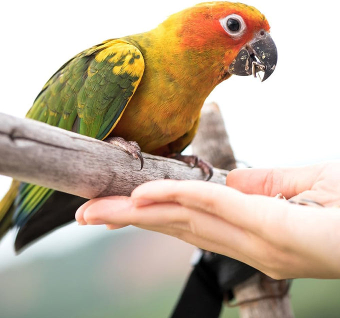 Wild Harvest Universal Blend for medium and large birds 10 pounds fortified nutrition cockatiels parrots hookbills