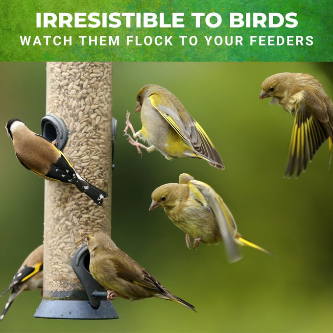 Nature Anywhere Safflower Bird Seed, 100% Pure Safflower Seed, Made in USA, No Fillers, Premium Wild Bird Food for Outside Feeders