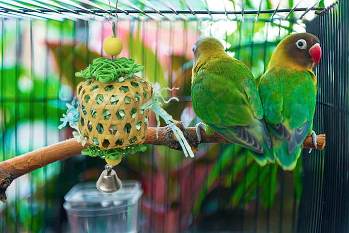 Bird Toys for Conures Parakeet birds cage accessories bird shredding foraging toys with natural rattan and apple wood