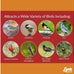 cardinal wild bird seed mix with premium sunflower and safflower seeds 18 lb bag
