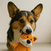 Jalousie plush toys for medium large dogs, 5 pack corduroy squeak toy