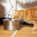 kittySpout stainless steel cat water fountain, 3.2L corded, automatic, quiet, dishwasher safe, 304 stainless steel, 1.5W pump, 20dB noise level