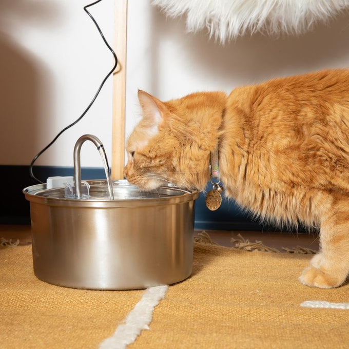 kittySpout stainless steel cat water fountain, 3.2L corded, automatic, quiet, dishwasher safe, 304 stainless steel, 1.5W pump, 20dB noise level