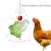 304 Stainless Steel Chicken Vegetable Hanging Feeder Toy for Hens Pet Chicken Veggies Skewer Fruit Holder