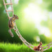 wooden bird hamster climbing swing toys cage accessories parrots hamsters parakeets cockatiels 20 steps