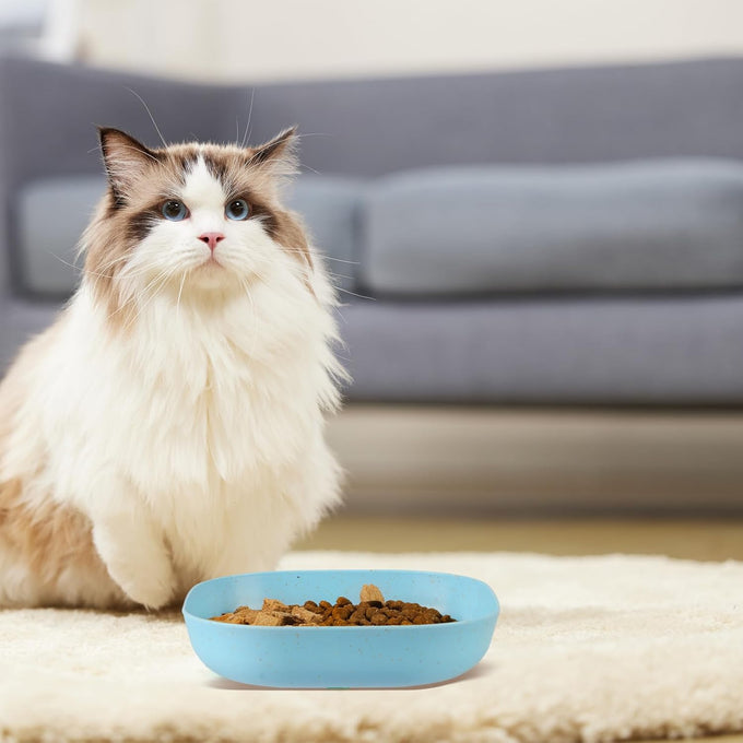 6 inch Wide Shallow Cat Bowls, 4Pcs, Food-Grade PP for Small Cats and Dogs, Whisker Fatigue Relief, Easy to Clean, Multicolor